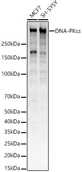 DNA-PK Antibody in Western Blot (WB)