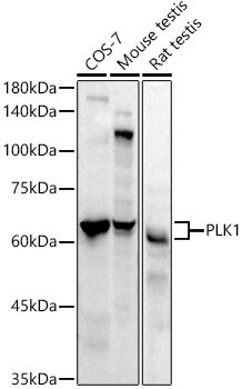 PLK1 Antibody in Western Blot (WB)