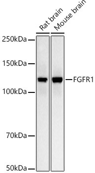 FGFR1 Antibody in Western Blot (WB)