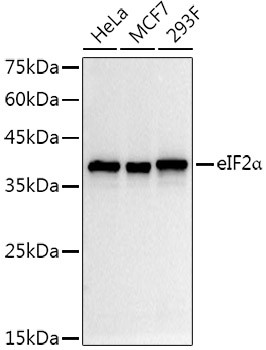 EIF2S1 Antibody in Western Blot (WB)