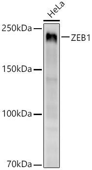 ZEB1 Antibody in Western Blot (WB)