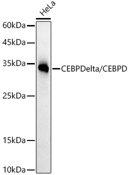 C/EBP delta Antibody in Western Blot (WB)