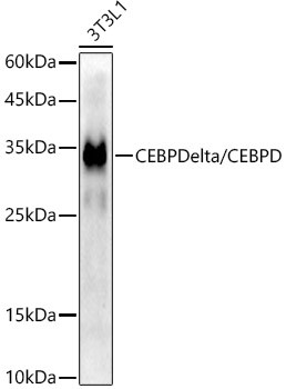 C/EBP delta Antibody in Western Blot (WB)