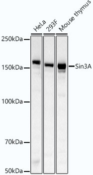 SIN3A Antibody in Western Blot (WB)