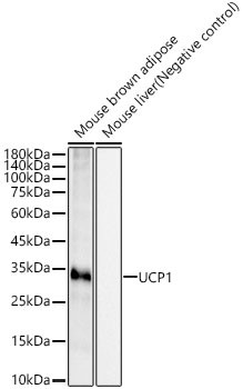 UCP1 Antibody in Western Blot (WB)