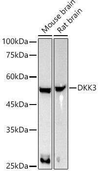 DKK3 Antibody in Western Blot (WB)