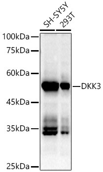 DKK3 Antibody in Western Blot (WB)