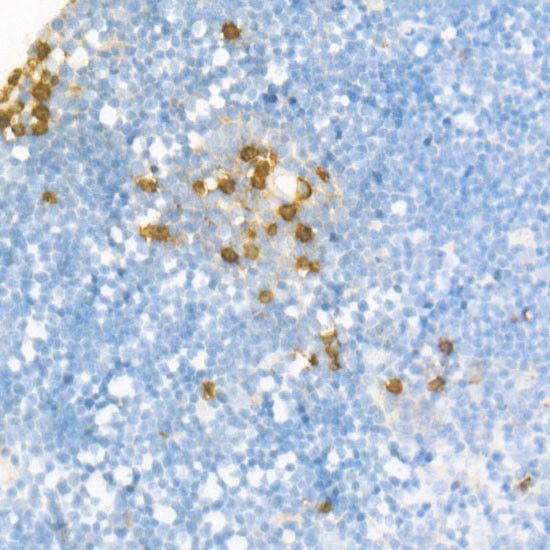 Ly-6G Antibody in Immunohistochemistry (Paraffin) (IHC (P))