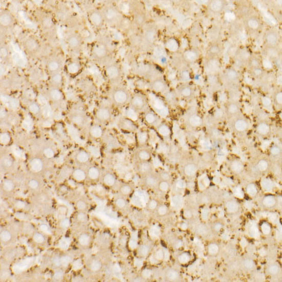 AMID Antibody in Immunohistochemistry (Paraffin) (IHC (P))