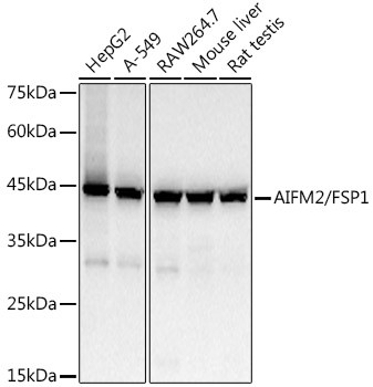 AMID Antibody in Western Blot (WB)