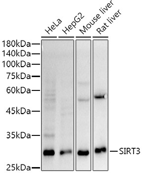 SIRT3 Antibody in Western Blot (WB)