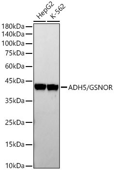 ADH5 Antibody in Western Blot (WB)