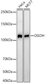 OGDH Antibody in Western Blot (WB)