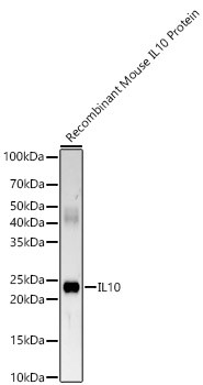 IL-10 Antibody in Western Blot (WB)
