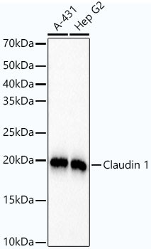 Claudin 1 Antibody in Western Blot (WB)