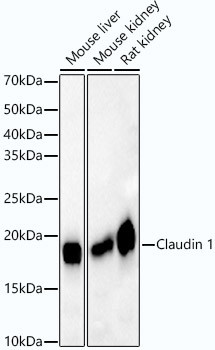 Claudin 1 Antibody in Western Blot (WB)