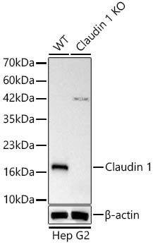 Claudin 1 Antibody in Western Blot (WB)