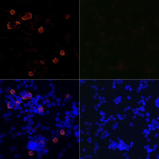 SARS-CoV-2 3CLpro Antibody in Immunocytochemistry (ICC/IF)