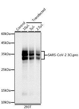 SARS-CoV-2 3CLpro Antibody in Western Blot (WB)