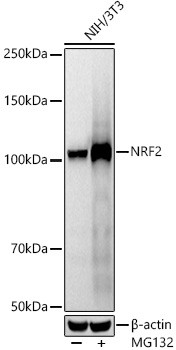 Nrf2 Antibody in Western Blot (WB)