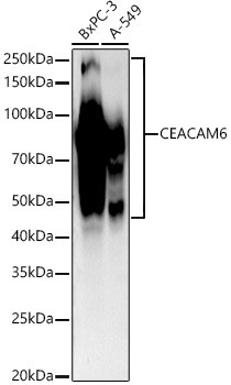 CEACAM6 Antibody in Western Blot (WB)