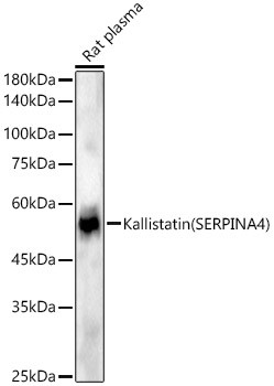 SERPINA4 Antibody in Western Blot (WB)