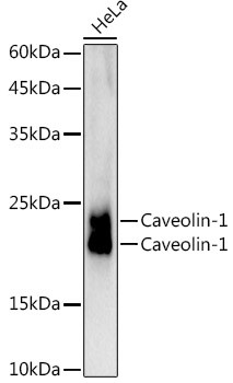 Caveolin 1 Antibody in Western Blot (WB)