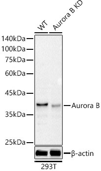 Aurora B Antibody in Western Blot (WB)