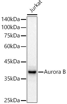 Aurora B Antibody in Western Blot (WB)