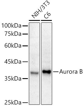 Aurora B Antibody in Western Blot (WB)