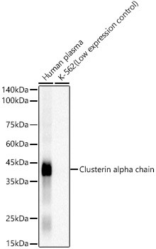 Clusterin Alpha Antibody in Western Blot (WB)