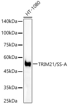 TRIM21 Antibody in Western Blot (WB)