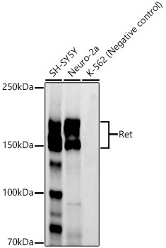 RET Antibody in Western Blot (WB)