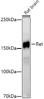 RET Antibody in Western Blot (WB)