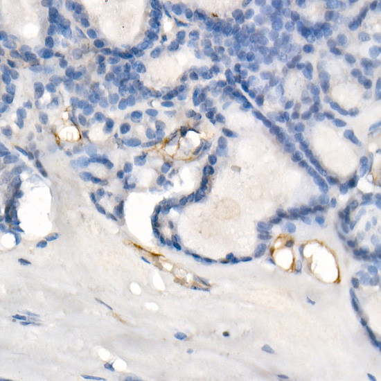 eNOS Antibody in Immunohistochemistry (Paraffin) (IHC (P))