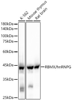 RBMX Antibody in Western Blot (WB)