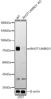 RHOT1 Antibody in Western Blot (WB)