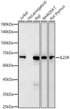 IL23R Antibody in Western Blot (WB)