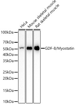 Myostatin Antibody in Western Blot (WB)