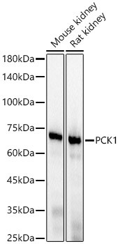 PCK1 Antibody in Western Blot (WB)