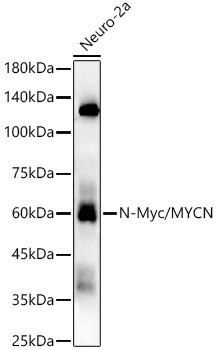 n-Myc Antibody in Western Blot (WB)