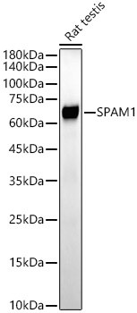 SPAM1 Antibody in Western Blot (WB)