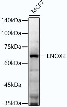 ENOX2 Antibody in Western Blot (WB)