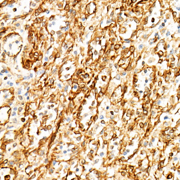 STING Antibody in Immunohistochemistry (Paraffin) (IHC (P))