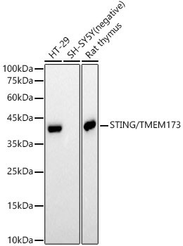 STING Antibody in Western Blot (WB)