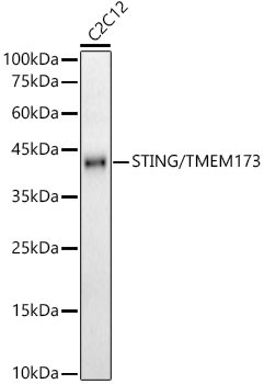 STING Antibody in Western Blot (WB)