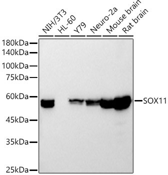 SOX11 Antibody in Western Blot (WB)