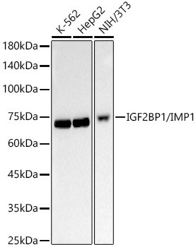 IGF2BP1 Antibody in Western Blot (WB)