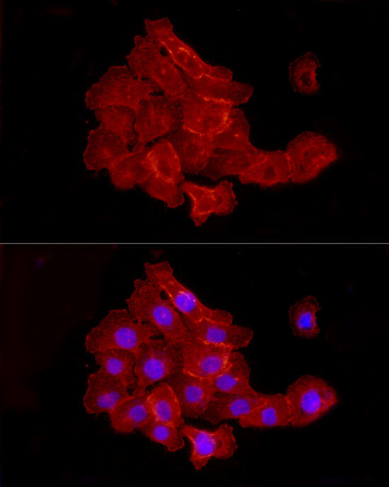 JAM-A (CD321) Antibody in Immunocytochemistry (ICC/IF)