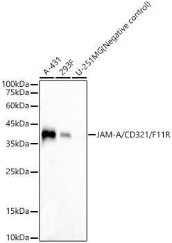 JAM-A (CD321) Antibody in Western Blot (WB)